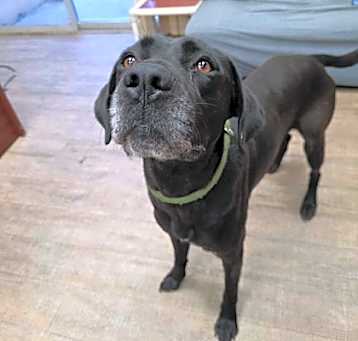 Photo of Ranger