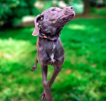 Photo of Ramona