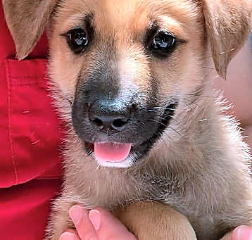 Photo of Baxter