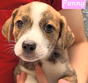 Photo of Penny2