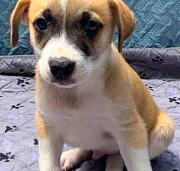 Photo of Bandit