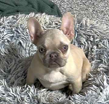 Photo of Jay the frenchie