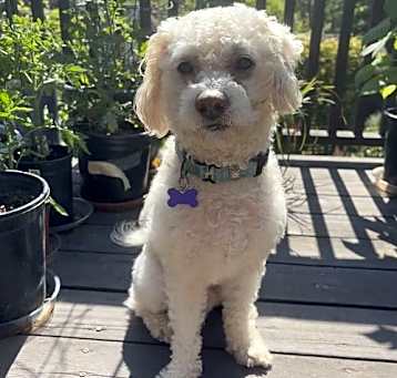 Photo of Cashew
