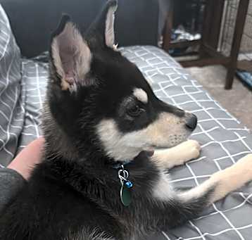 Photo of Thunder