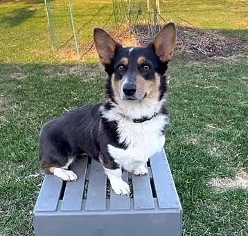 Photo of Pickles