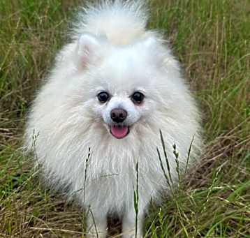 Photo of Simba