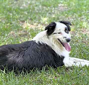 Photo of Casper