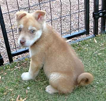 Photo of Butterscotch