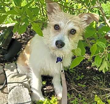 Photo of Lorelai - Gilmore Girls Puppy