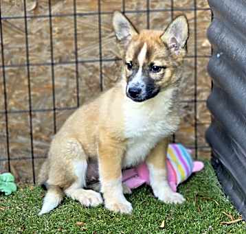 Photo of Ginger