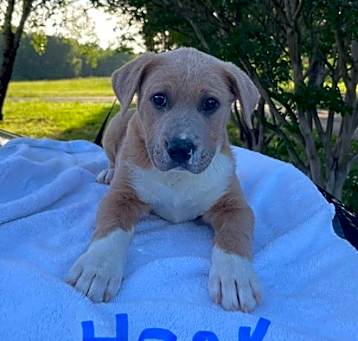 Photo of Hank