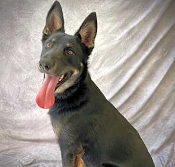 Photo of AZULA
