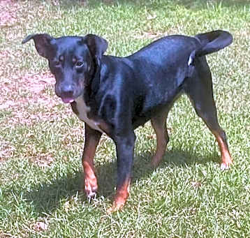 Photo of Daphne