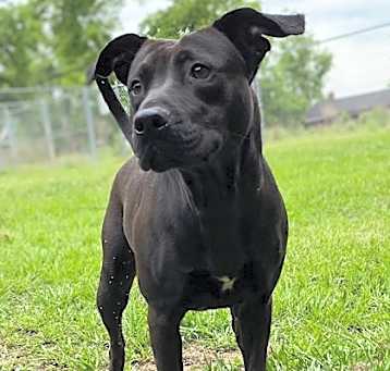 Photo of Violet