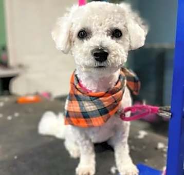 Photo of Scout