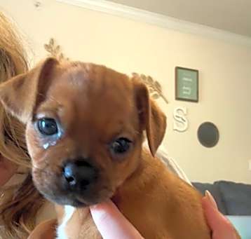 Photo of Twix