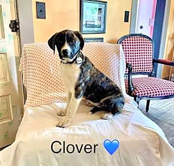 Photo of Clover Lonestar