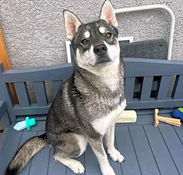 Photo of Koba