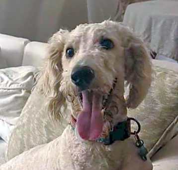 Photo of Pearl