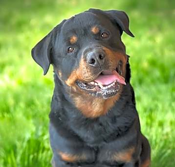 Photo of Roo