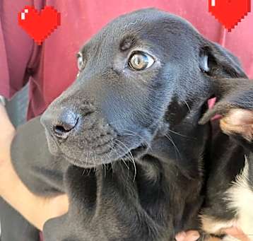 Photo of Midnight 