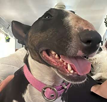 Photo of Tinkerbel