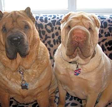 Photo of Chinese Shar-Pei *foster homes needed*