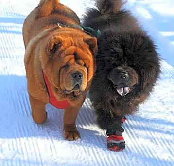 Photo of Chow Chow *foster homes needed*