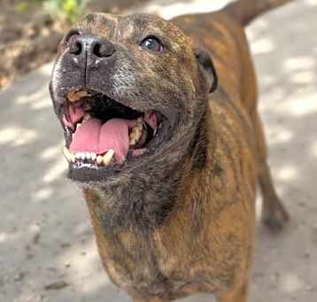 Photo of Butch