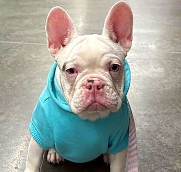 Photo of Peppa