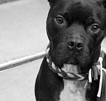 Photo of Smokey