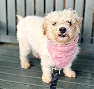 Photo of Fifi