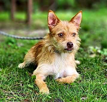 Photo of Archie