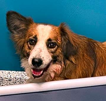 Photo of Scamp