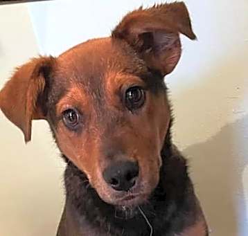 Photo of Dasher