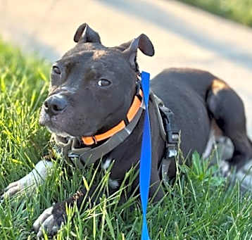 Photo of Mogley