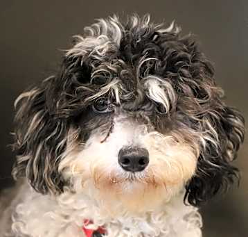 Photo of Curly Sue
