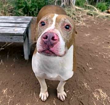 Photo of Buddy