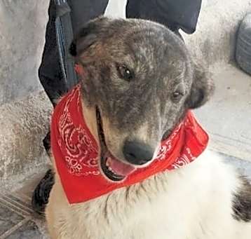 Photo of JOOJEH (Mid-East) yo