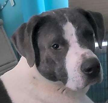 Photo of Marley
