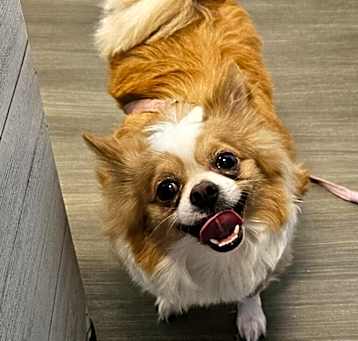 Photo of Gizzy