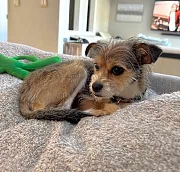 Photo of Ophelia