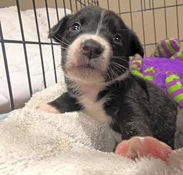 Photo of Dandy