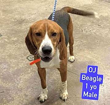 Photo of OJ