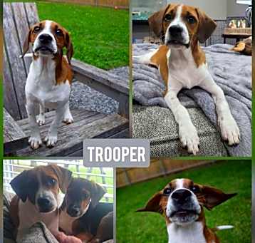 Photo of Trooper