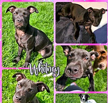 Photo of Whitney