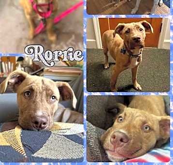 Photo of Rorrie