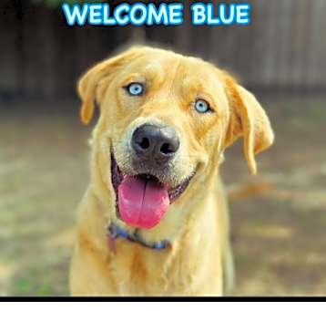 Photo of Blu