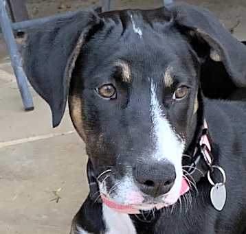 Photo of Ruthie (Guest Dog)