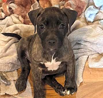 Photo of Maverick